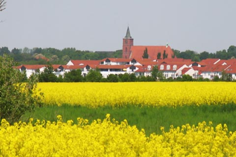 Rapsblüte vor Bernau