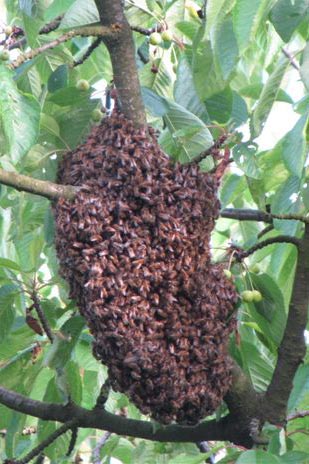 Schwarm von Honigbienen